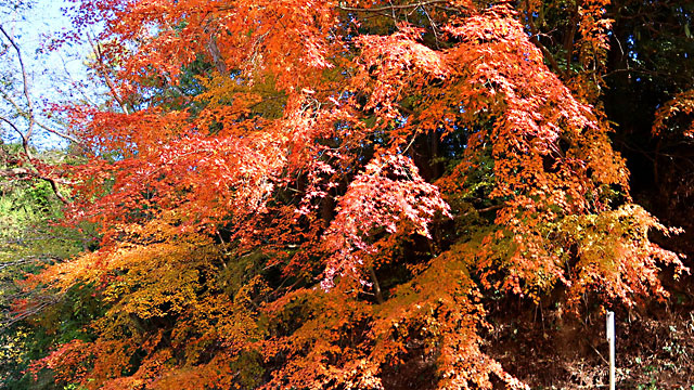 �g�t2025�H�R